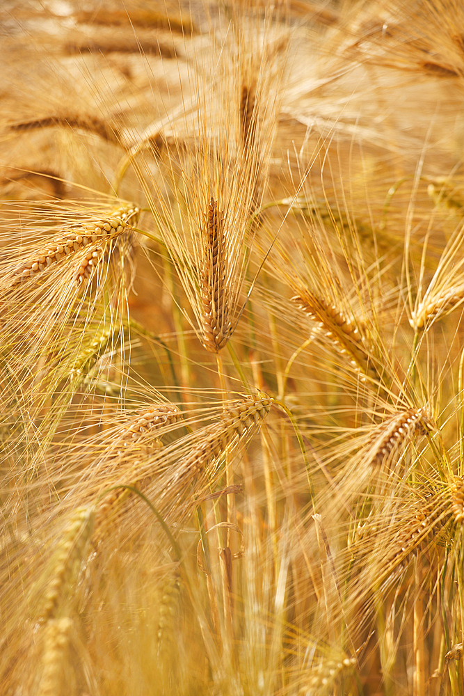 A close-up of nearly-ripe barley, in a field near Teignmouth, Devon, Great Britain.