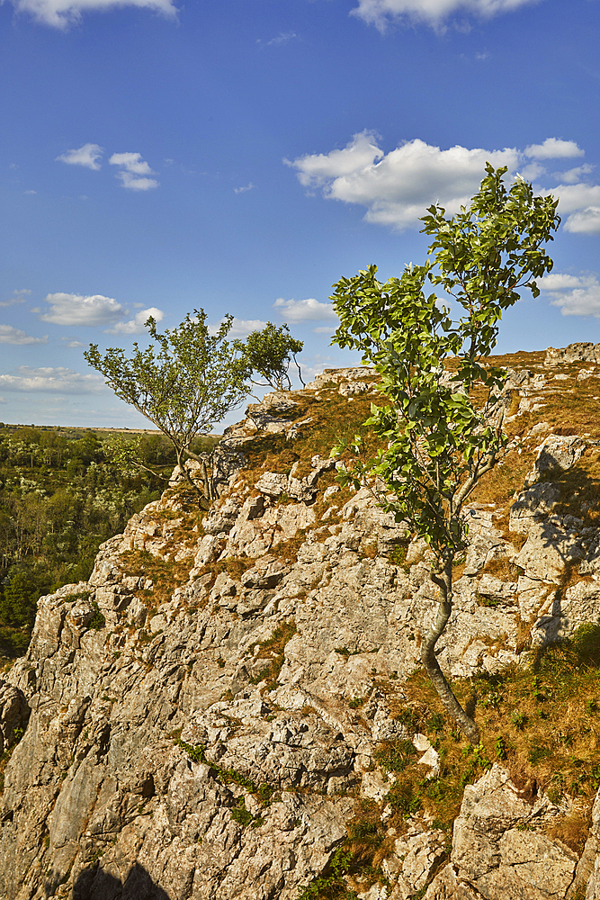 Whitebeam trees (Sorbus aria), growing on the very edge of the cliffs of Cheddar Gorge, in the Mendip Hills, Somerset, Great Britain.