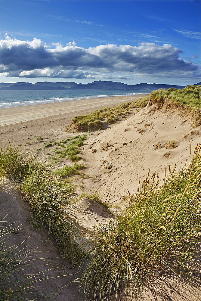 Sand dunes on Rossbeigh beach, Ring of Kerry, County Kerry, Munster, Republic of Ireland, Europe