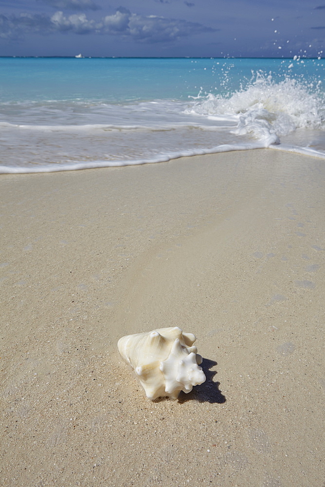 A conch shell on the shore in Grace Bay, Providenciales, Turks and Caicos in the Caribbean, West Indies, Central America