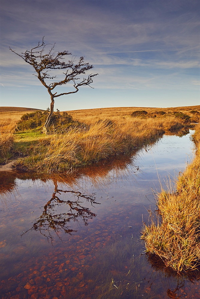 Marshland on the high rugged moors of Dartmoor National Park in evening sunlight, Gidleigh Common, near Chagford, Devon, England, United Kingdom, Europe