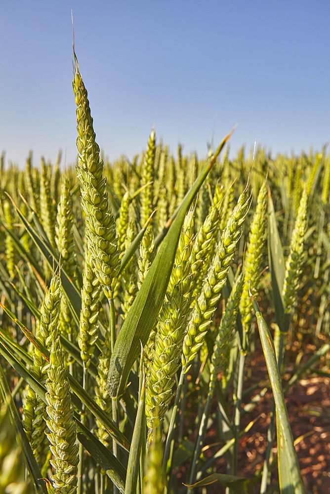 English farmland in summer, a field of growing wheat, near Crediton, in Devon, England, United Kingdom, Europe