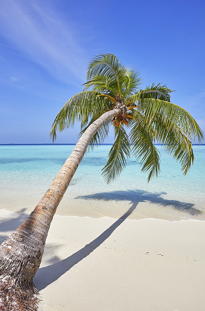 A tropical island beachside coconut palm, Gaafu Dhaalu atoll, in the far south of The Maldives, Indian Ocean, Asia