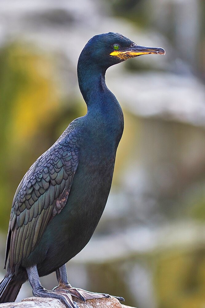 A Shag (Phalacrocorax aristotelis), on Staple Island, in the Farne Islands, Northumberland, northeast England, United Kingdom, Europe