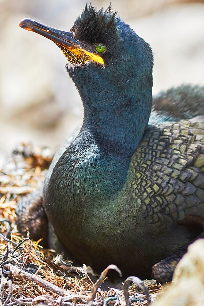 A Shag (Phalacrocorax aristotelis), on Staple Island, in the Farne Islands, Northumberland, northeast England, United Kingdom, Europe