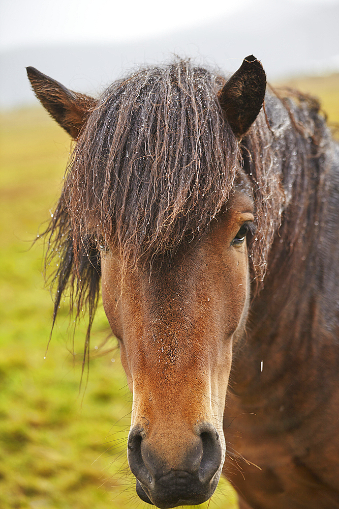 An Icelandic pony, in countryside near the town of Grundarfjordur, on the Snaefellsnes peninsula, west coast of Iceland, Polar Regions