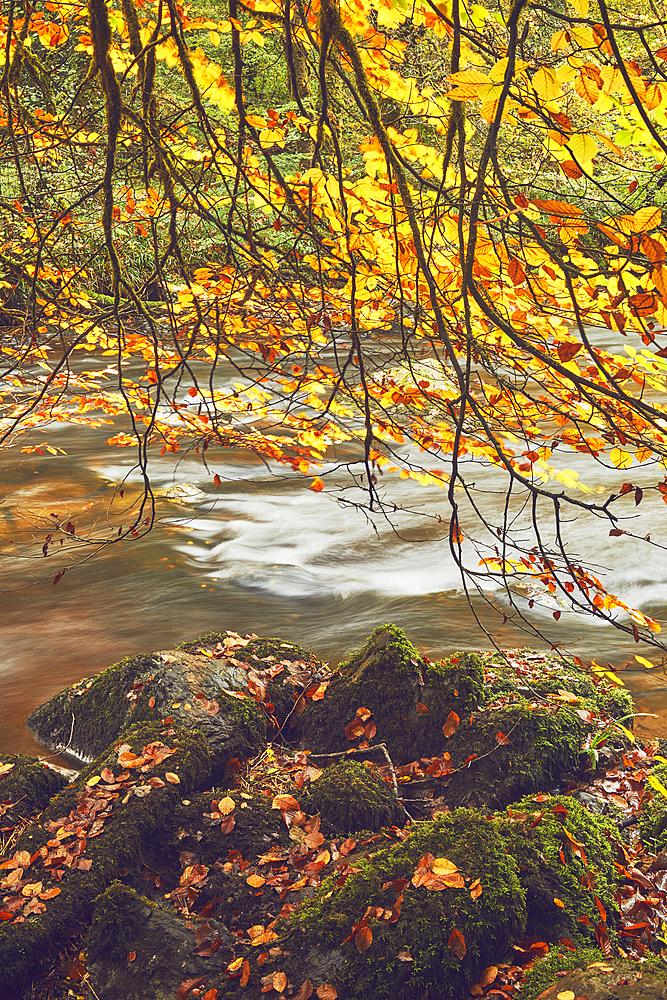 Beech trees in autumn colour beside the River Barle at Tarr Steps, near Dulverton, Exmoor National Park, Somerset, England, United Kingdom, Europe