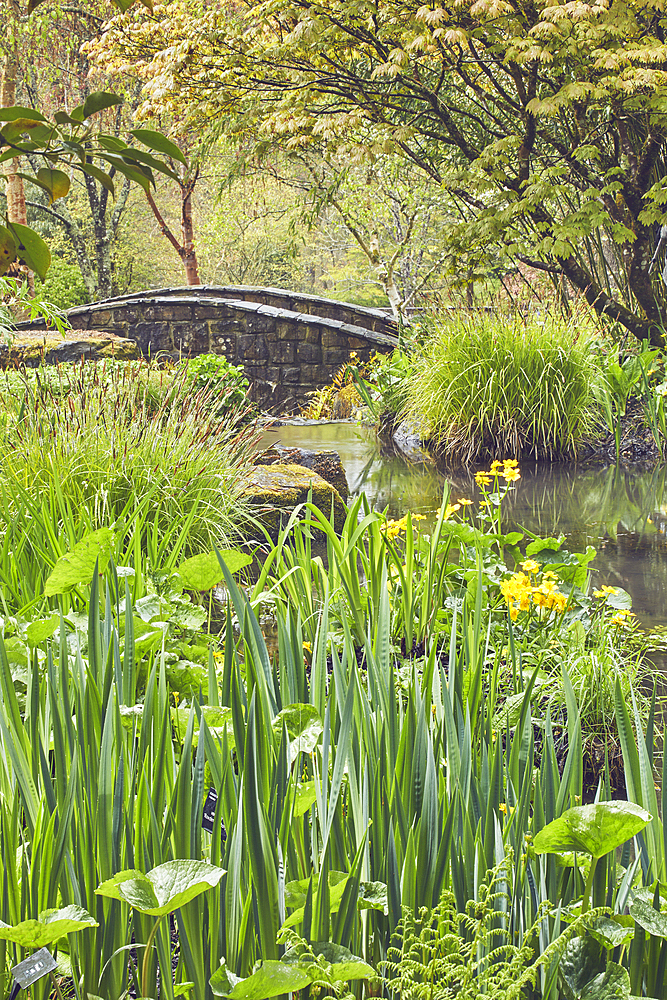 A shady plant-lined stream runs through the heart of the garden, RHS Rosemoor Garden, Great Torrington, Devon, England, United Kingdom, Europe