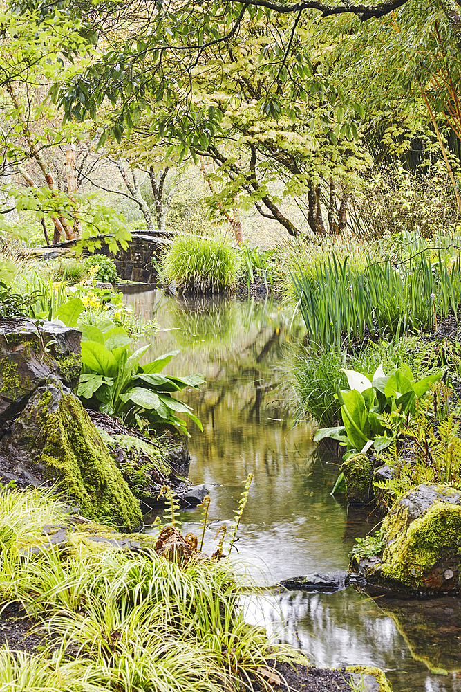 A shady plant-lined stream runs through the heart of the garden, RHS Rosemoor Garden, Great Torrington, Devon, England, United Kingdom, Europe