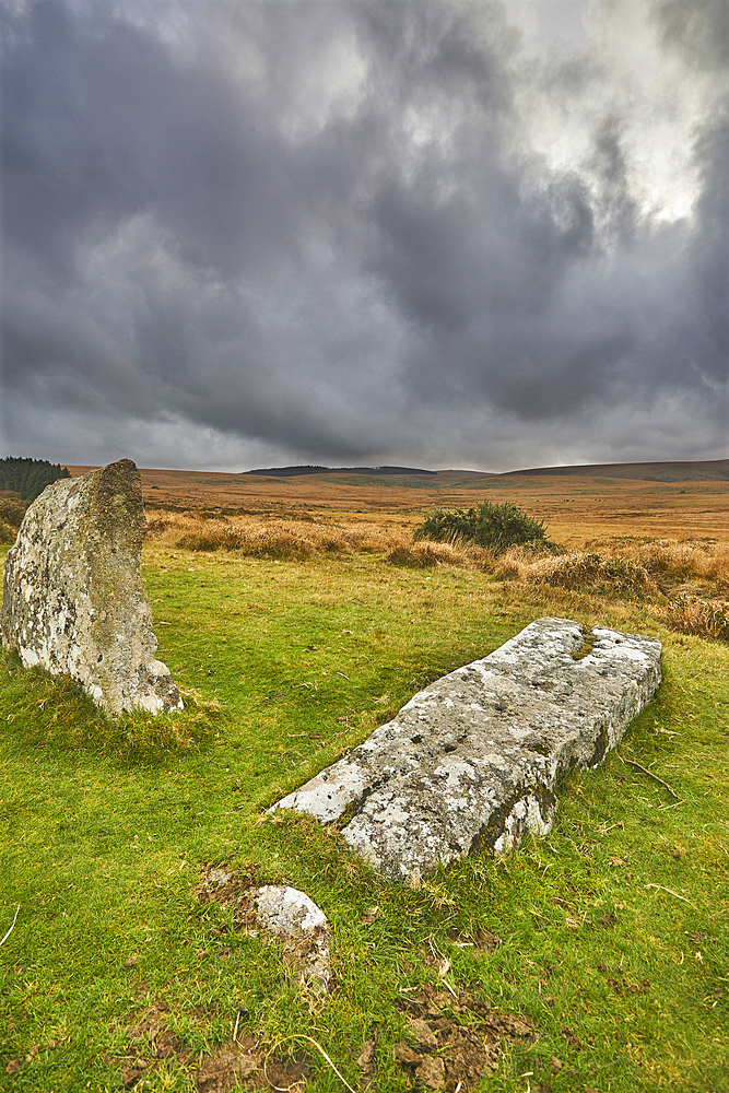 Scorhill Stone Circle, ancient stones in a prehistoric stone circle, on open moorland, Scorhill Down, near Chagford, Dartmoor National Park, Devon, England, United Kingdom, Europe