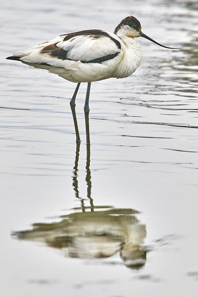 An avocet (Recurvirostra avosetta), at Brownsea Island, a nature reserve in Poole Harbour, Dorset, England, United Kingdom, Europe