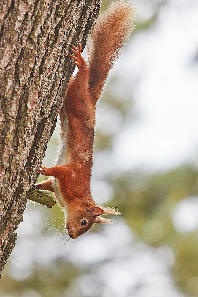 A Red Squirrel (Sciurus vulgaris), in conifer woodland on Brownsea Island, a nature reserve in Poole Harbour, Dorset, England, United Kingdom, Europe