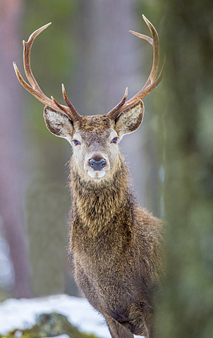 Red deer stag (Cervus elaphus), Scottish Highlands, Scotland, United Kingdom, Europe