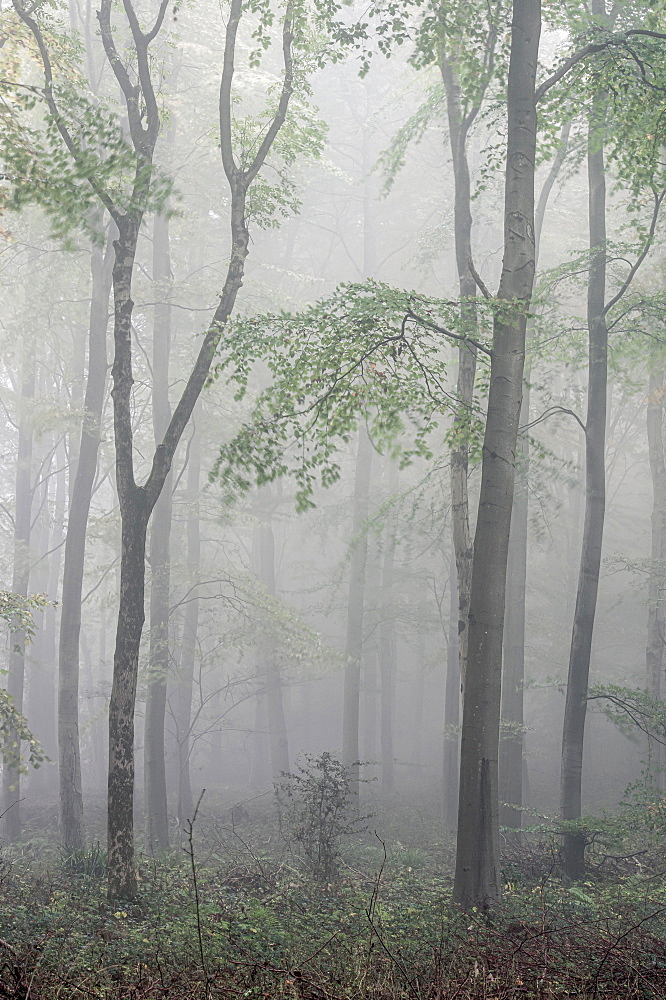 Fifty Acre Wood in mist at dawn, Leigh Woods, Bristol, England, United Kingdom, Europe