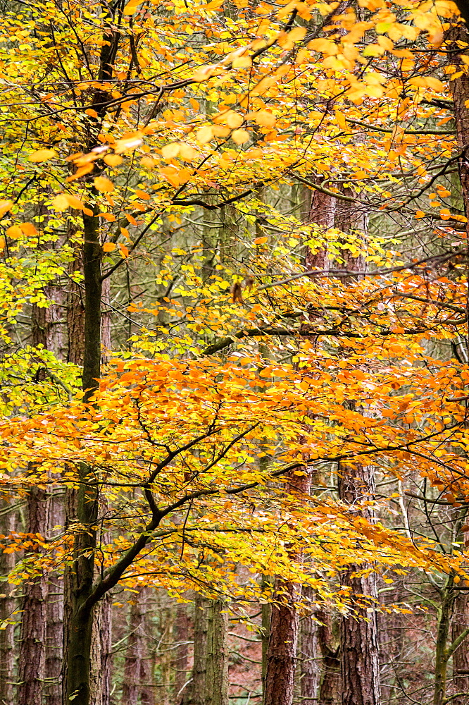 Trees in autumn, Gragg Vale, Calder Valley, Yorkshire, England, United Kingdom, Europe