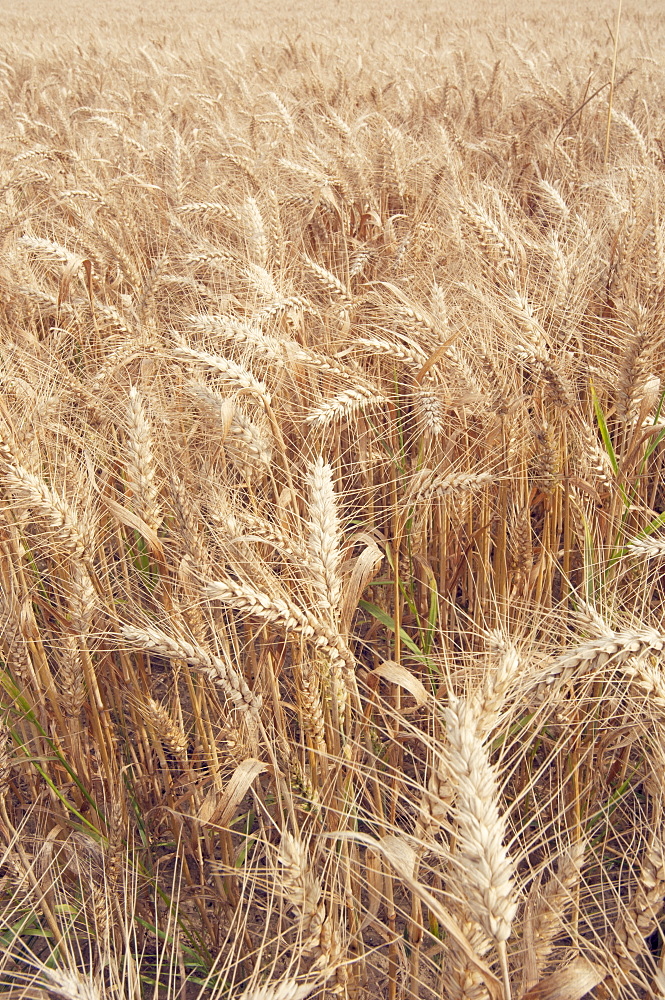 Waving wheat, France, Europe