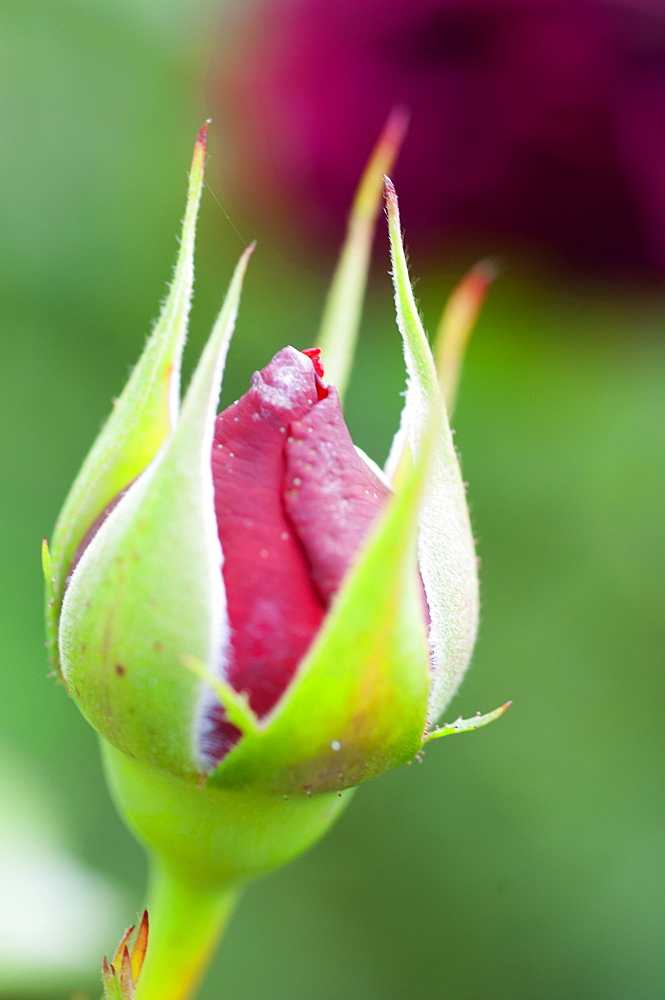 Rose bud bursting into flower, United Kingdom, Europe