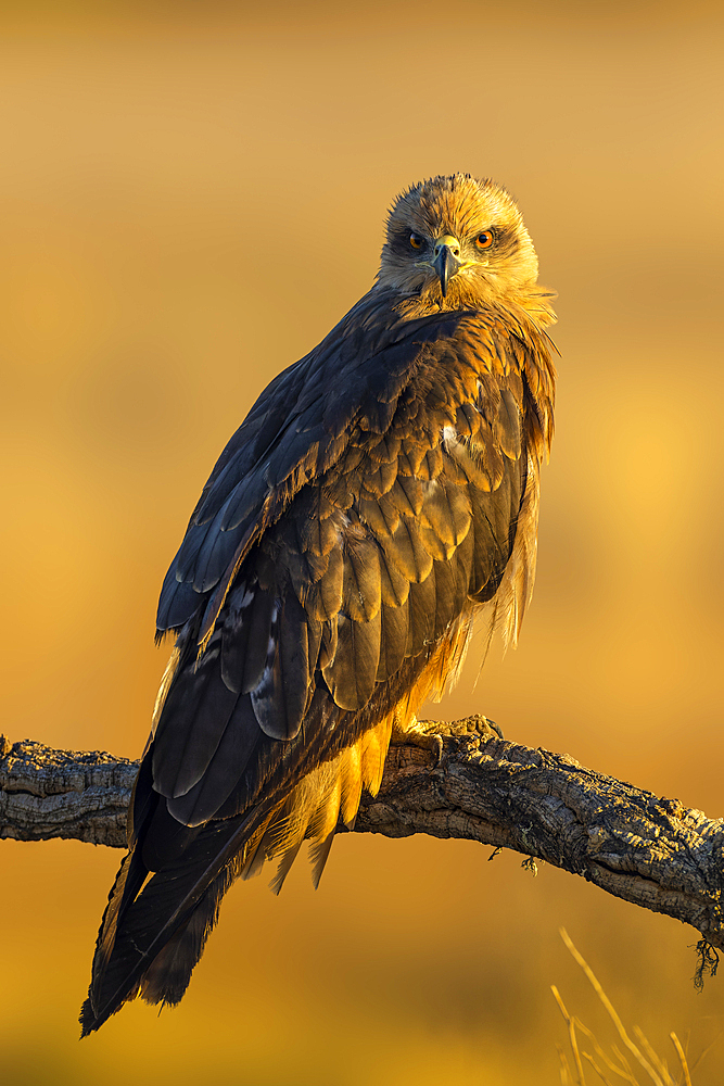 Black kite (Milvus migrans) portrait at sunrise in Toledo, Spain