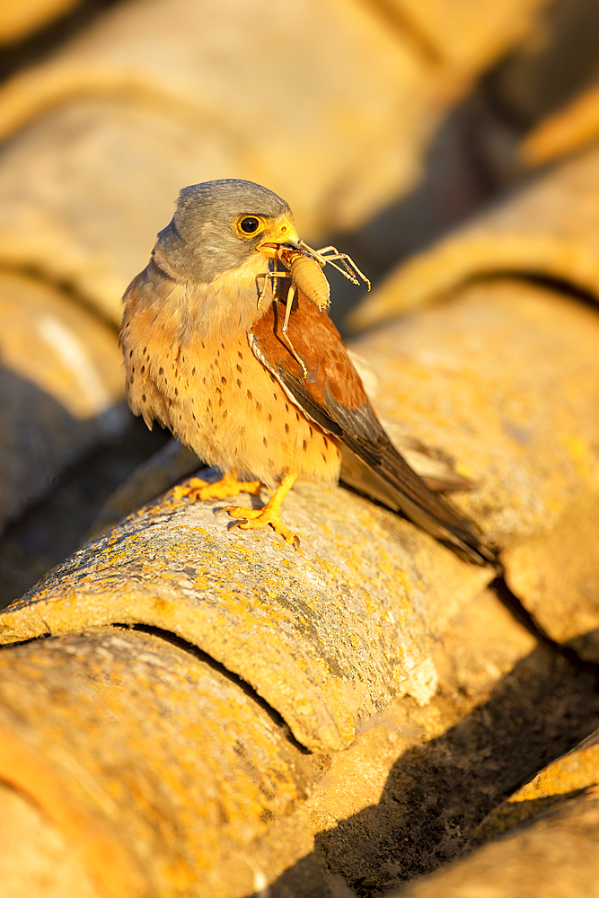 Lesser Kestrel (Falco naumanni) with cricket food parcel Toledo, Spain