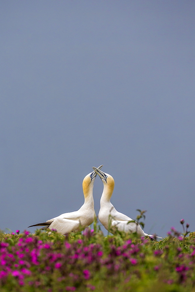 Gannets (Morus bassanus) sky-pointing at dawn on Bempton Cliffs, Yorkshire, England, United Kingdom, Europe