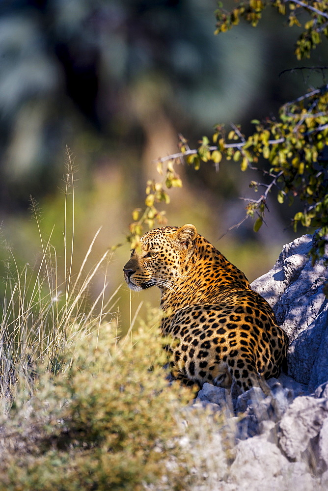 Leopard (Panthera pardus) resting on a termite mound, Moremi, Okavango Delta, Botswana, Africa