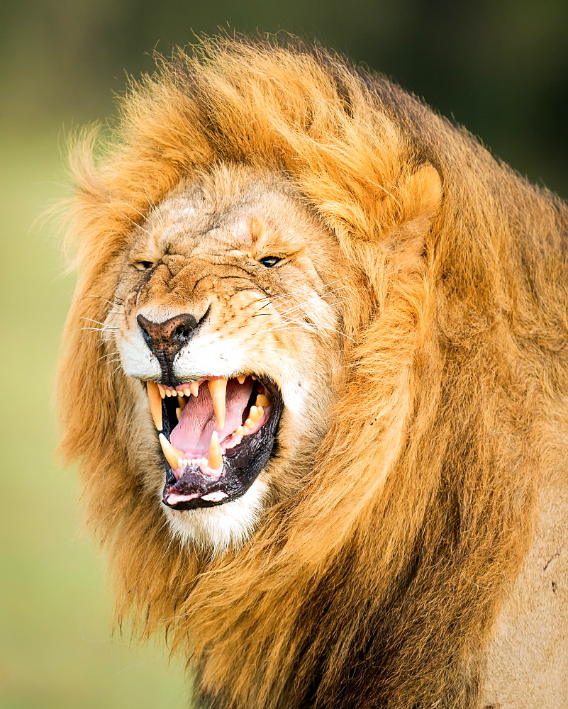 Roaring Lion, Masai Mara, Kenya, East Africa, Africa