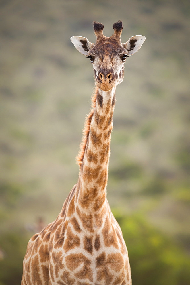 Giraffe, Masai Mara, Kenya, East Africa, Africa