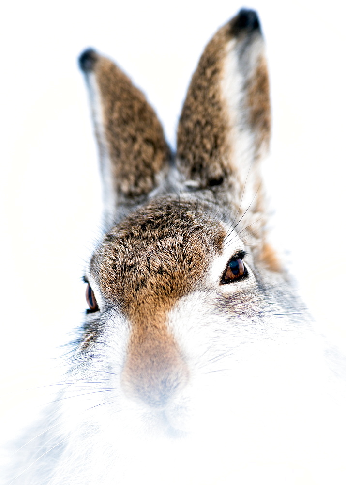 Mountain hare portrait (Lepus timidus) in winter snow, Scottish Highlands, Scotland, United Kingdom, Europe