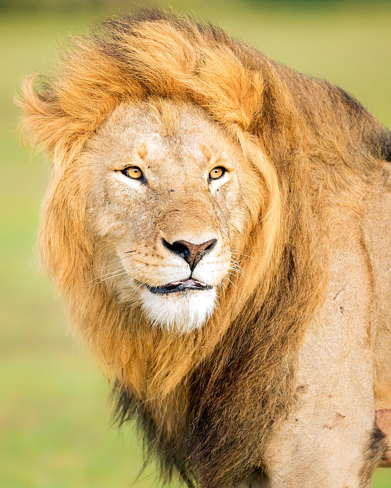 Male lion (Panthera leo), Masai Mara, Kenya, East Africa, Africa