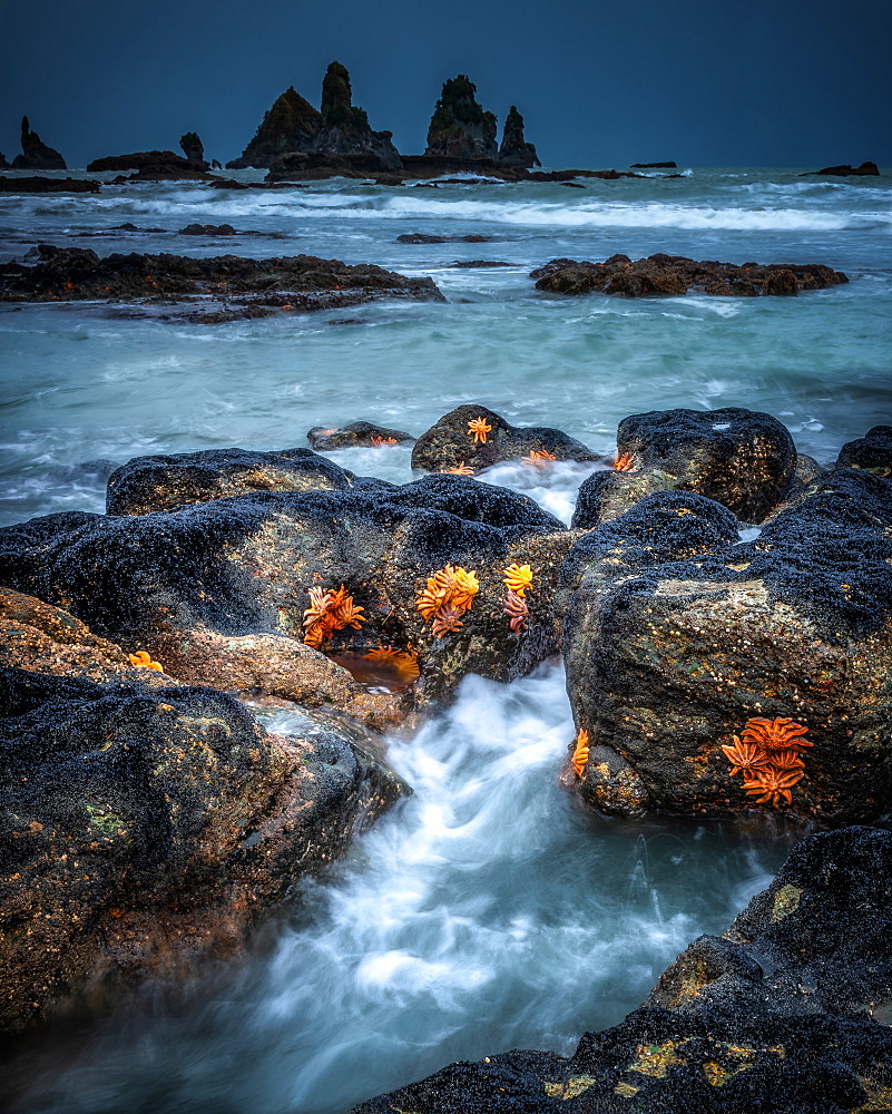 Starfish of Motukiekie Beach, near Punakaiki, west coast of South Island, New Zealand, Pacific