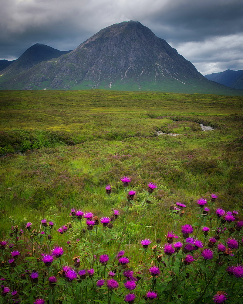 Buchaille Etive Mor, Glencoe surrounded by Scottish thistles, Scotland, United Kingdom, Europe