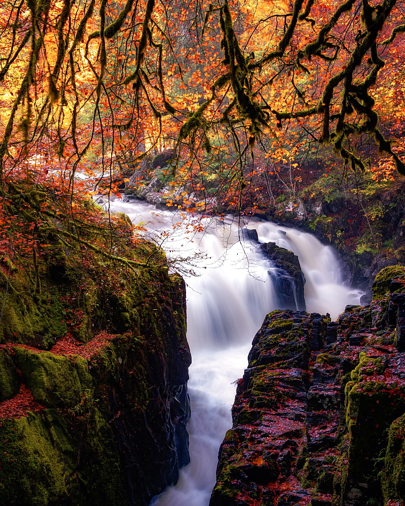 Autumn at the Hermitage, Dunkeld, Perthshire, Scotland, United Kingdom, Europe