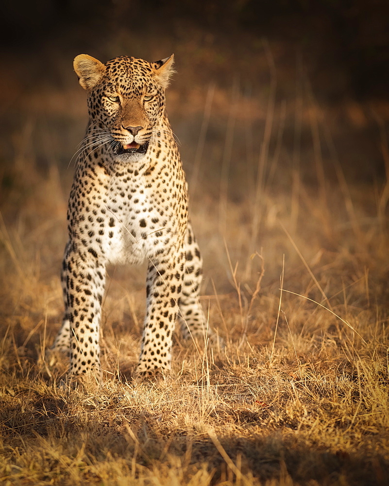 Female leopard hunting in the Masai Mara, Kenya, East Africa, Africa