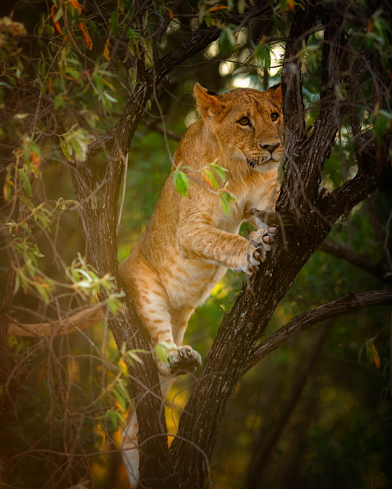 Lion cub in a tree, Masai Mara, Kenya, East Africa, Africa