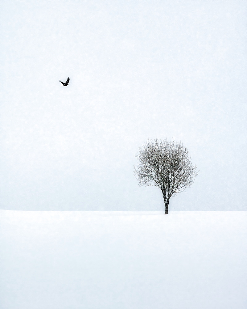 Bird flying towards a tree on a snowy winter's day in Lofoten Islands, Nordland, Norway, Europe