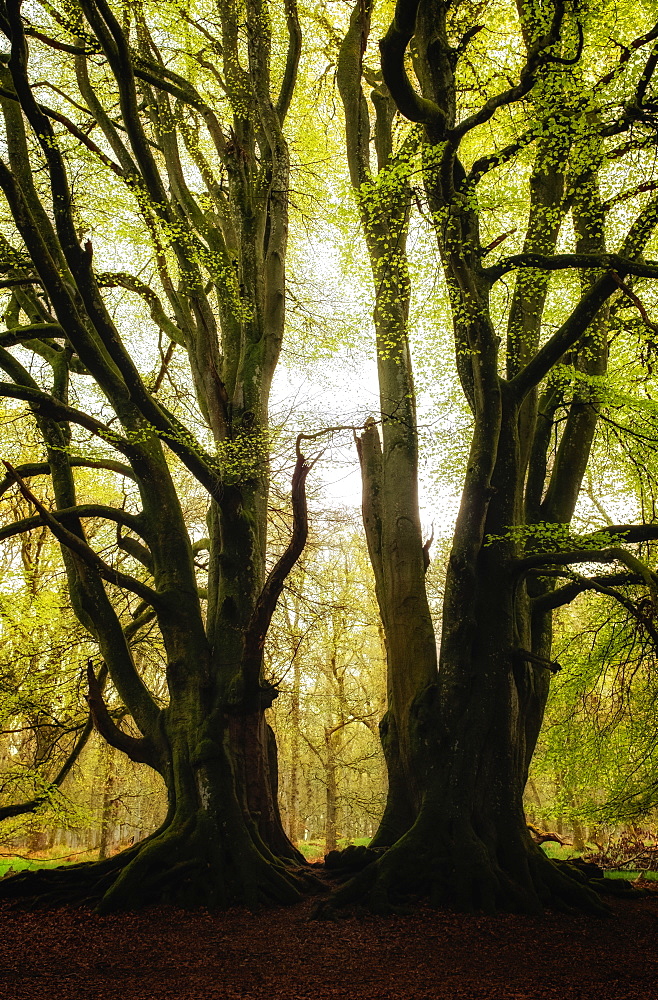 Two symmetrical trees, Kinclaven Bluebell Forest, Scottish Highlands, Scotland, United Kingdom, Europe