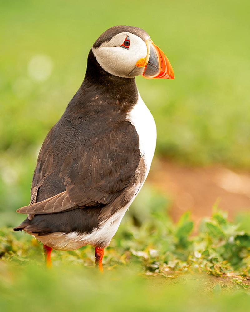 Puffin (Fratercula), Farne Islands, Northumberland, England, United Kingdom, Europe