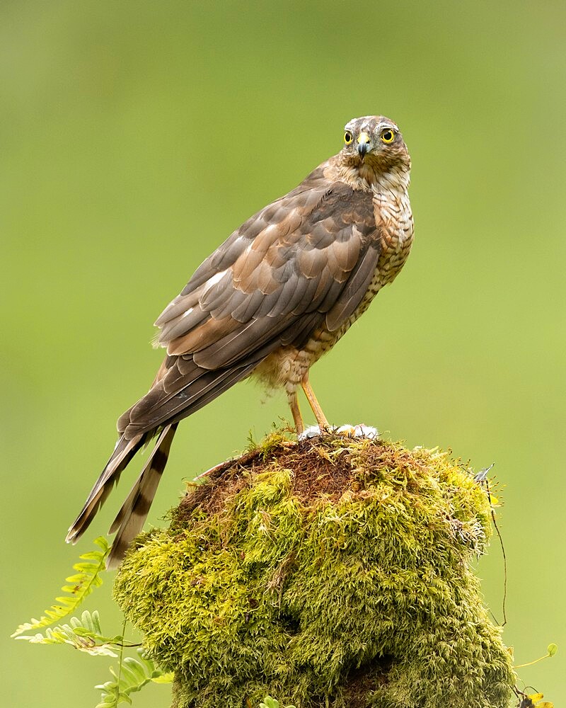 Sparrowhawk on moss covered tree, Scotland, United Kingdom, Europe