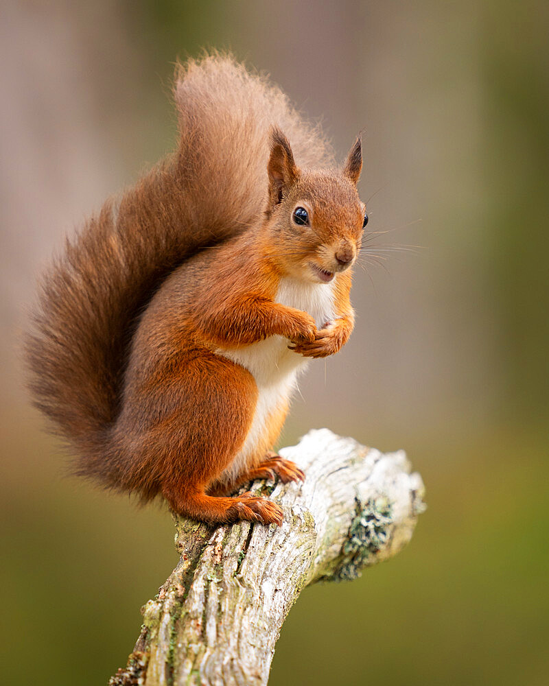 Red Squirrel, Scottish Highlands, Scotland, United Kingdom, Europe