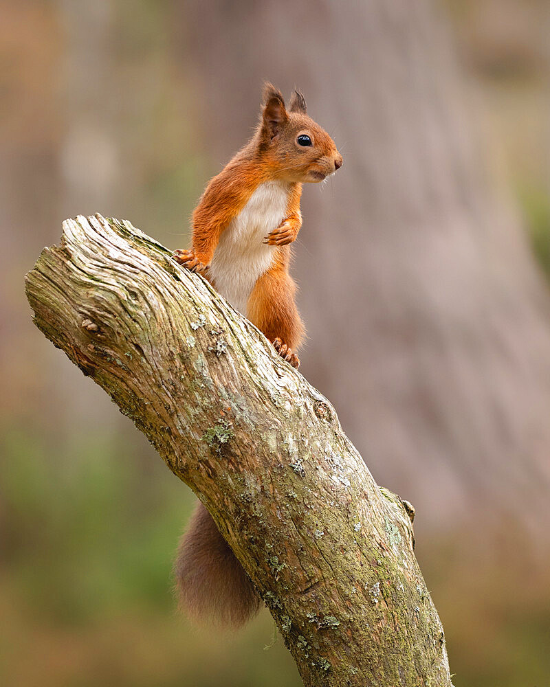 Red Squirrel, Scottish Highlands, Scotland, United Kingdom, Europe