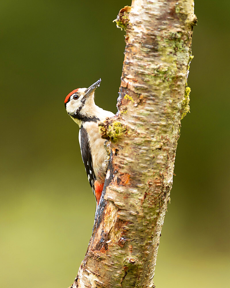 Great Spotted Woodpecker (Dendrocopos major) on a tree trunk, Scotland, United Kingdom, Europe