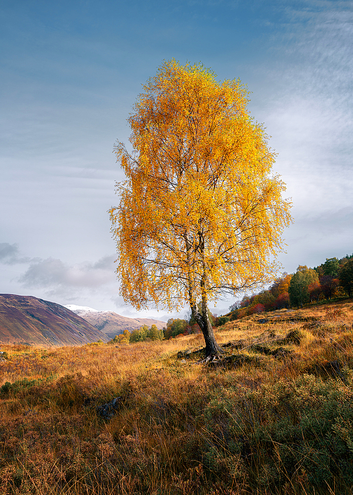 Autumn tree in the Scottish Highlands, Scotland, United Kingdom, Europe