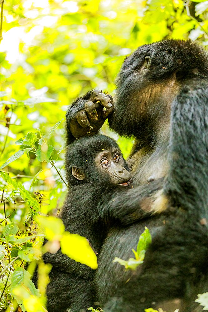 Mountain Gorillas in Bwindi Impenetrable Forest National Park, UNESCO World Heritage Site, Uganda, East Africa, Africa