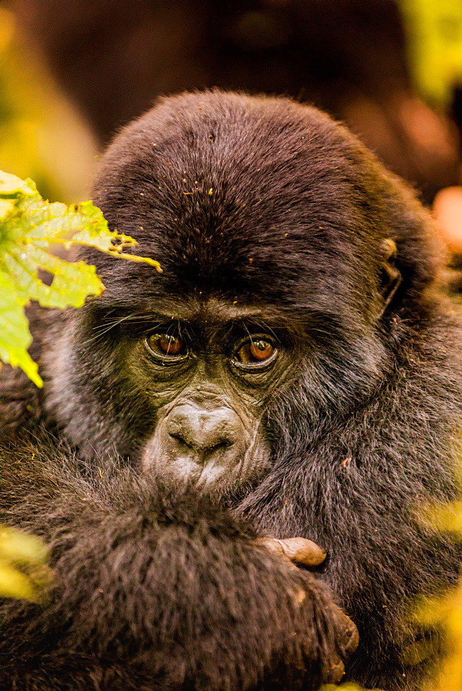 Mountain Gorillas in Bwindi Impenetrable Forest National Park, UNESCO World Heritage Site, Uganda, East Africa, Africa