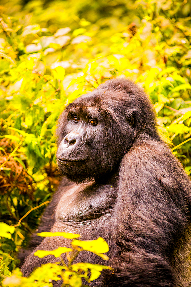 Mountain Gorillas in Bwindi Impenetrable Forest National Park, UNESCO World Heritage Site, Uganda, East Africa, Africa