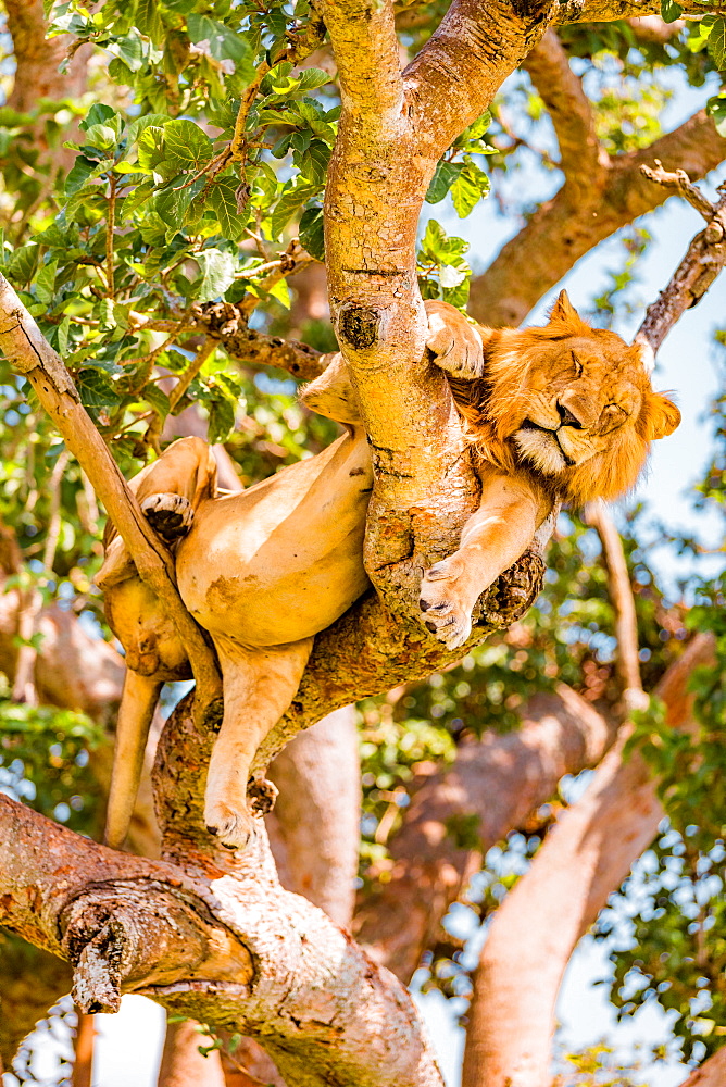 Hanging Lions in the Ishasha sector, Queen Elizabeth National Park, Uganda, East Africa, Africa