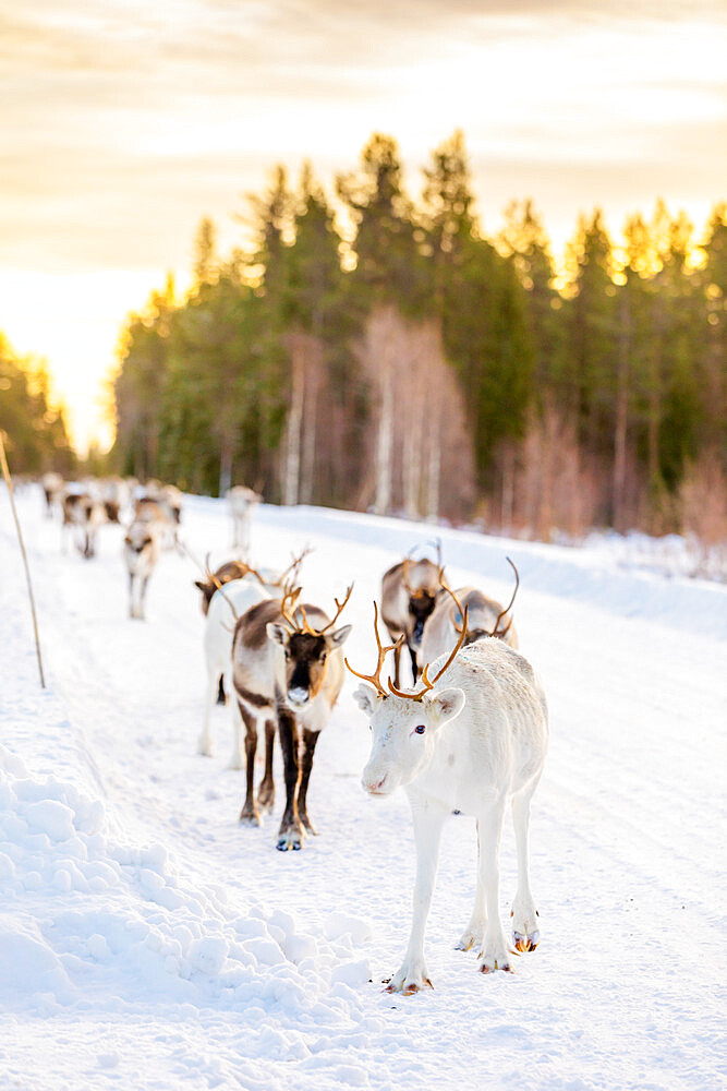 Herding reindeer in beautiful snowy landscape of Jorn, Sweden, Scandinavia, Europe