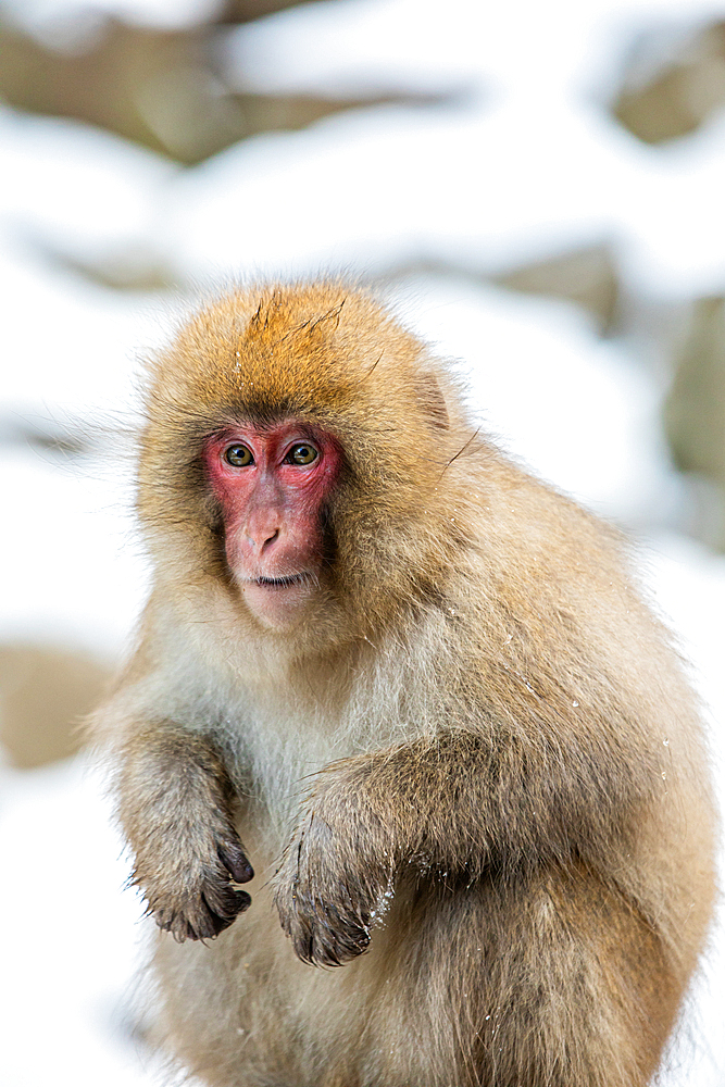 Snow Monkeys at Snow Monkey Park, Jigokudani, Nagano Prefecture, Honshu, Japan, Asia