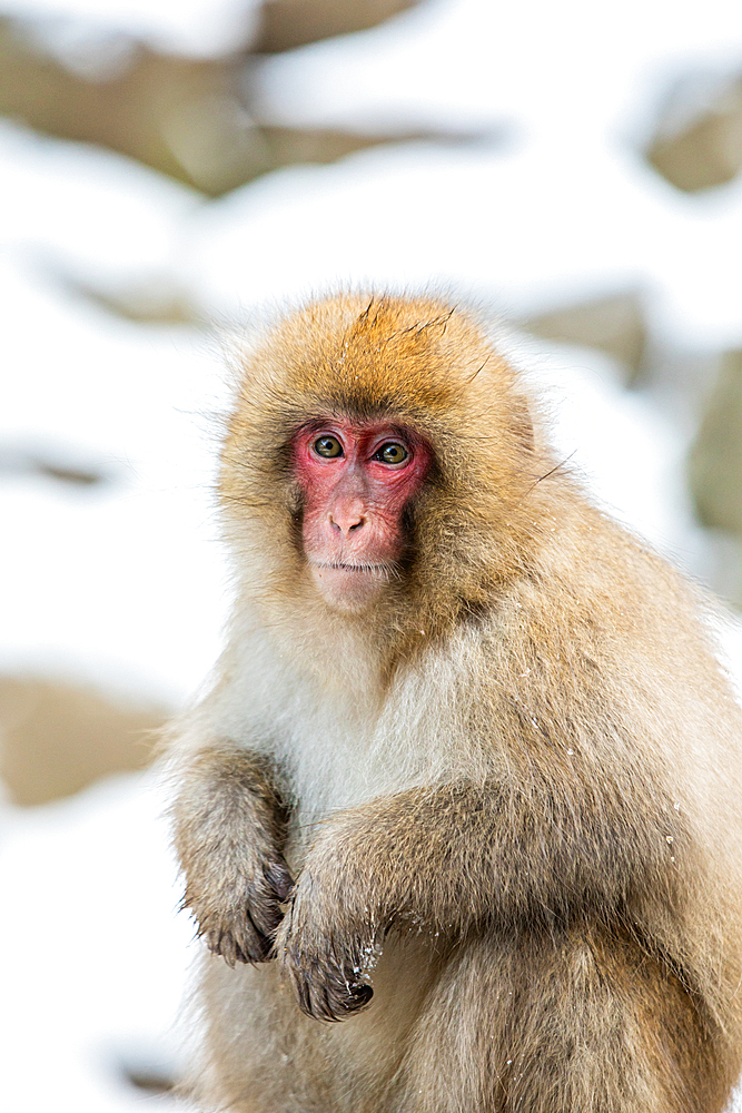 Snow Monkeys at Snow Monkey Park, Jigokudani, Nagano Prefecture, Honshu, Japan, Asia