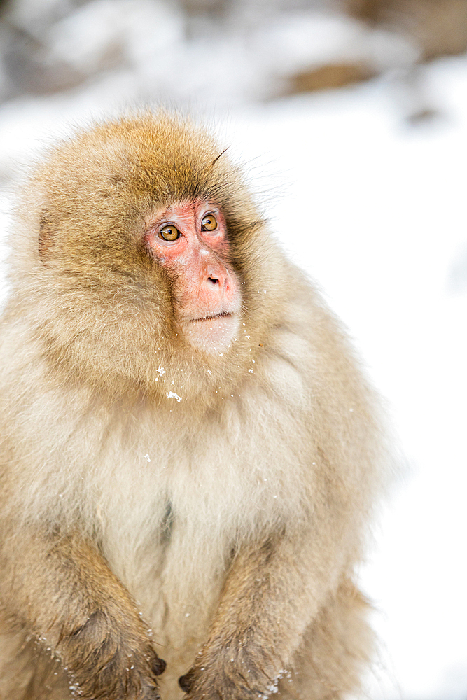 Snow Monkeys at Snow Monkey Park, Jigokudani, Nagano Prefecture, Honshu, Japan, Asia